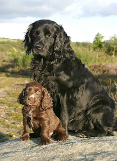 Sussex Spaniel