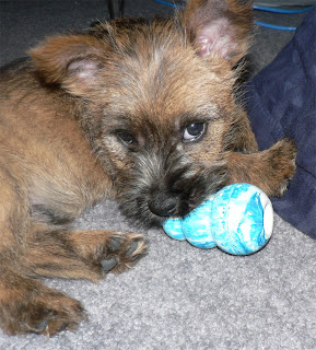 Norwich Terrier Cute Dog Picture