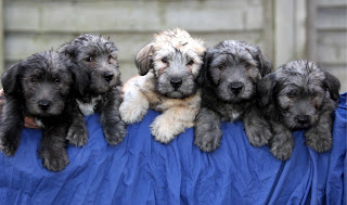 Glen of Imaal Terrier puppies