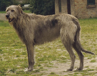 Irish Wolfhound BIg Dog
