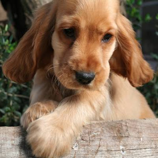 Cocker Spaniel Puppy