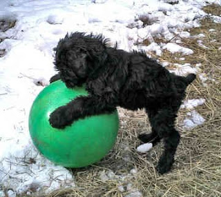 Black Russian Terrier Cute Dog