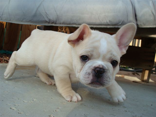 DOGS AND CATS BREED: March 2010 Dogs and Cats wallpapers, funny ... DOGS AND CATS BREED: March 2010 Dogs and Cats wallpapers, funny ...