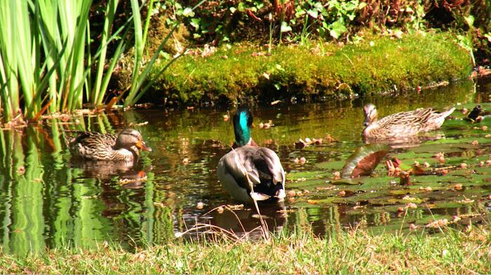 Le canard boiteux