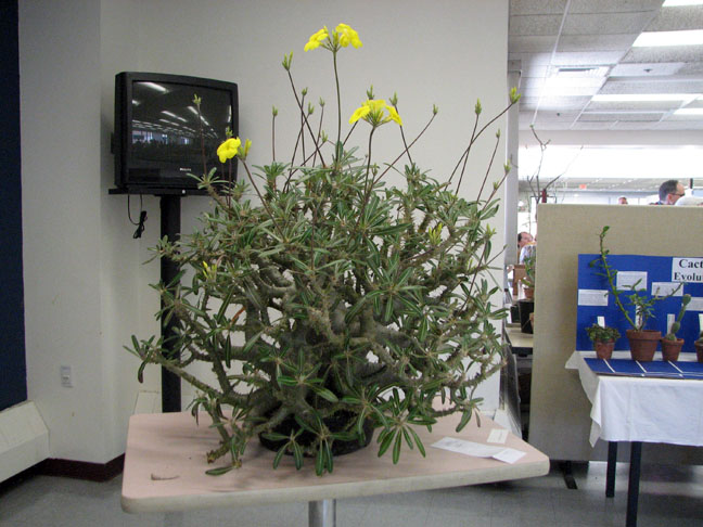 IDEAS PARA DISEÑAR CENTROS DE MESA: octubre 2010