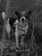 dogs of the world - Flo, Exmoor