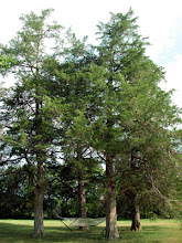 Four Cedars