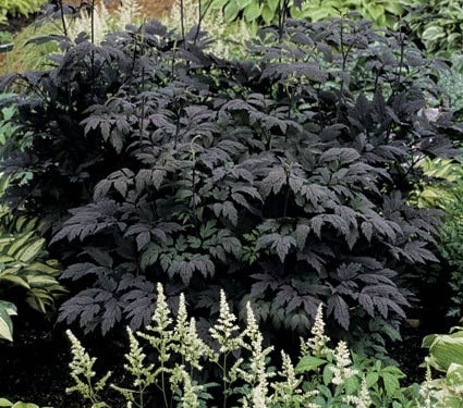 garden glitter gardening in black black plants continued garden glitter gardening in black black plants continued