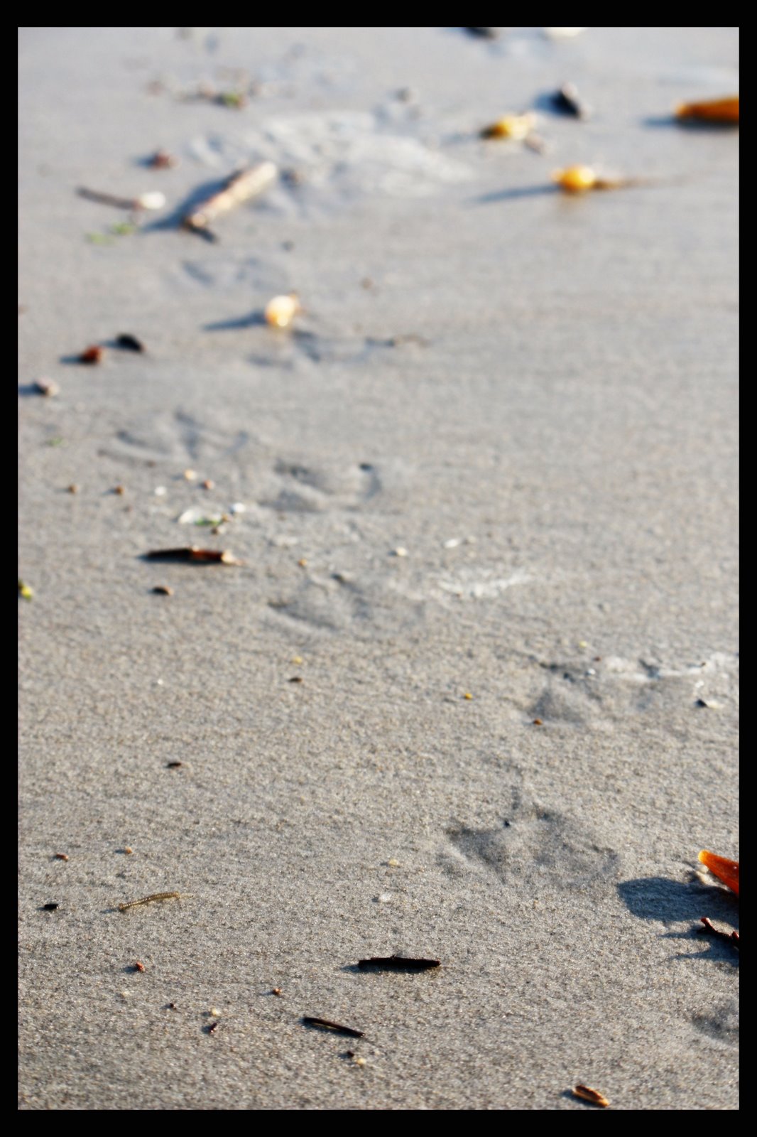 [bird+feet+at+beach.jpg]