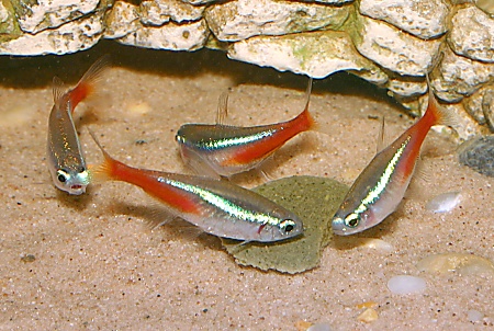 Fish Tetra