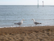 . been lured away to eat pollack and chips on the beach at West Bay. (devon july )