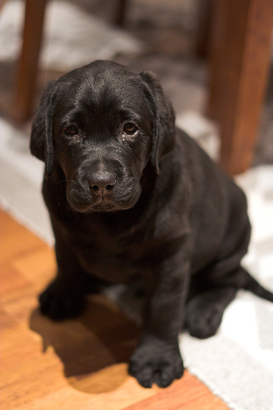 [Labrador_Puppy_Sitting_by_rainey06au.jpg]