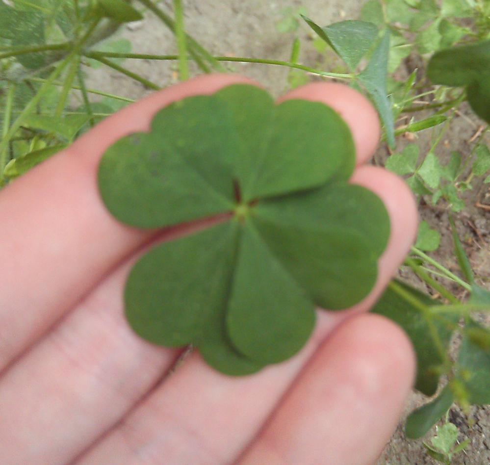 one clover