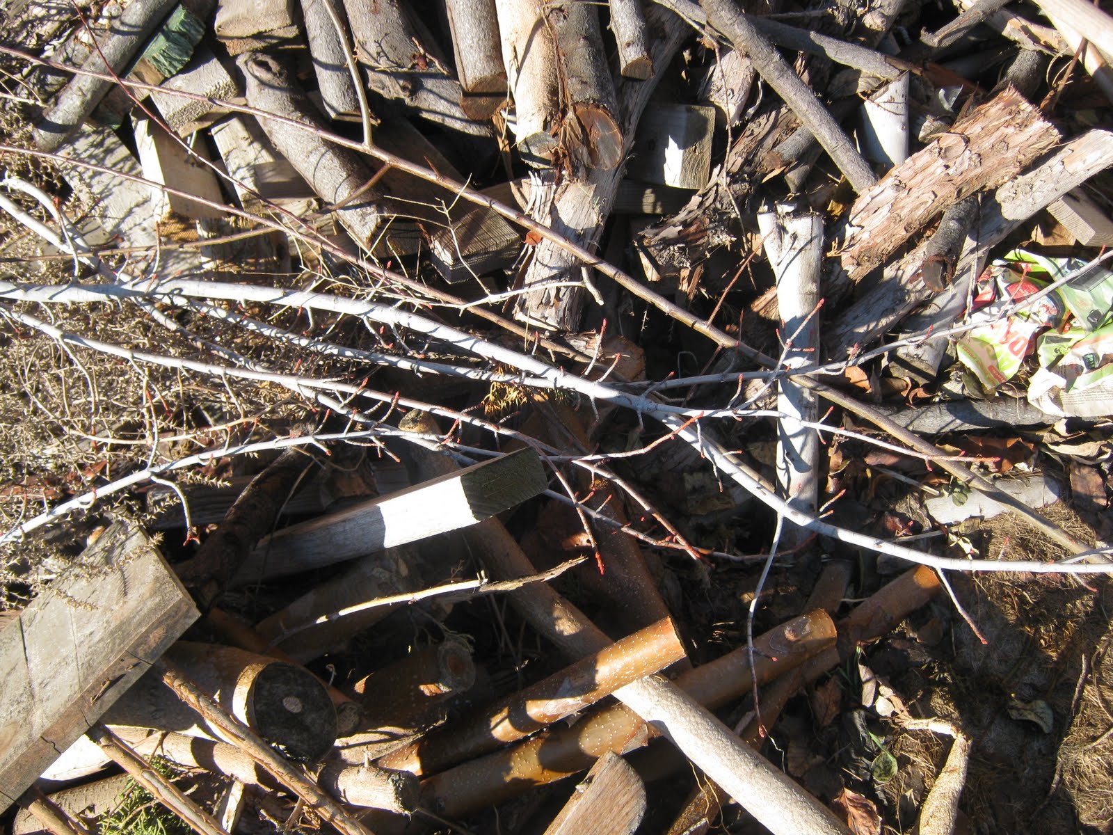 THE FAMILY TRUNK cut tree branches