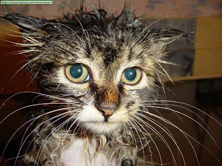 gato+mojado.jpg