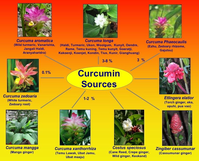 Curcumin Turmeric Extracts What is Curcumin