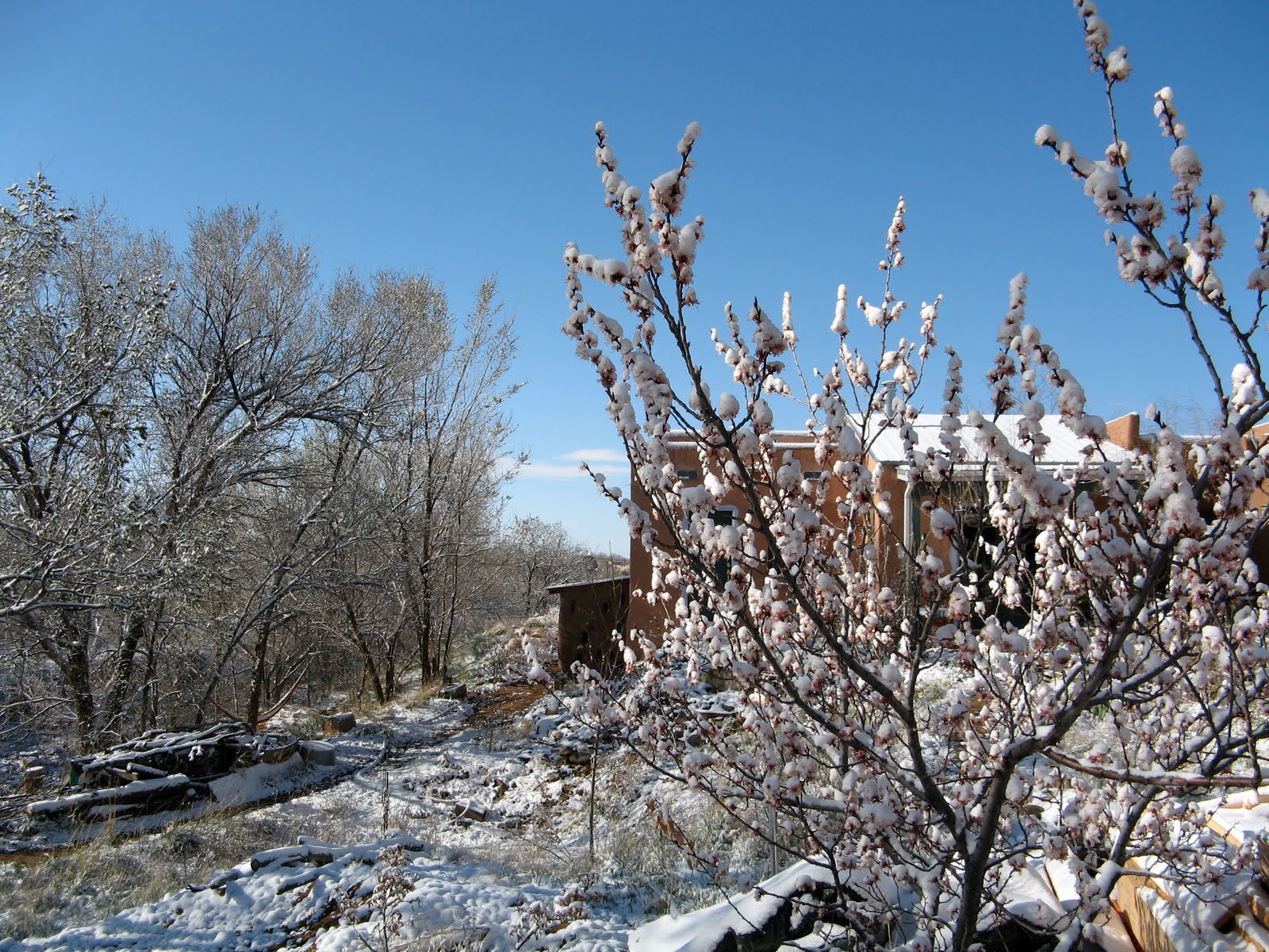 [4:12:08snow+on+apricot+blossoms.jpg]