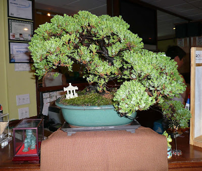 Bonsai karate kid style