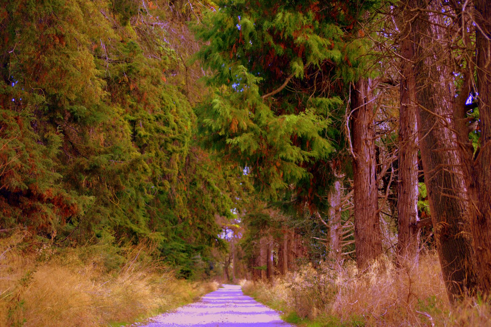 [IMG_0291.CR2.jpg]
