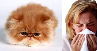 [catallergy.jpg]