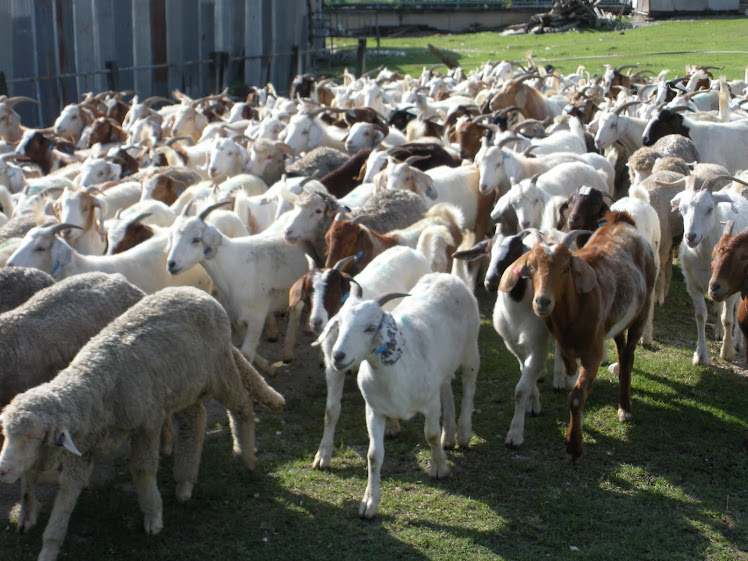 Kambing dan Biri-biri