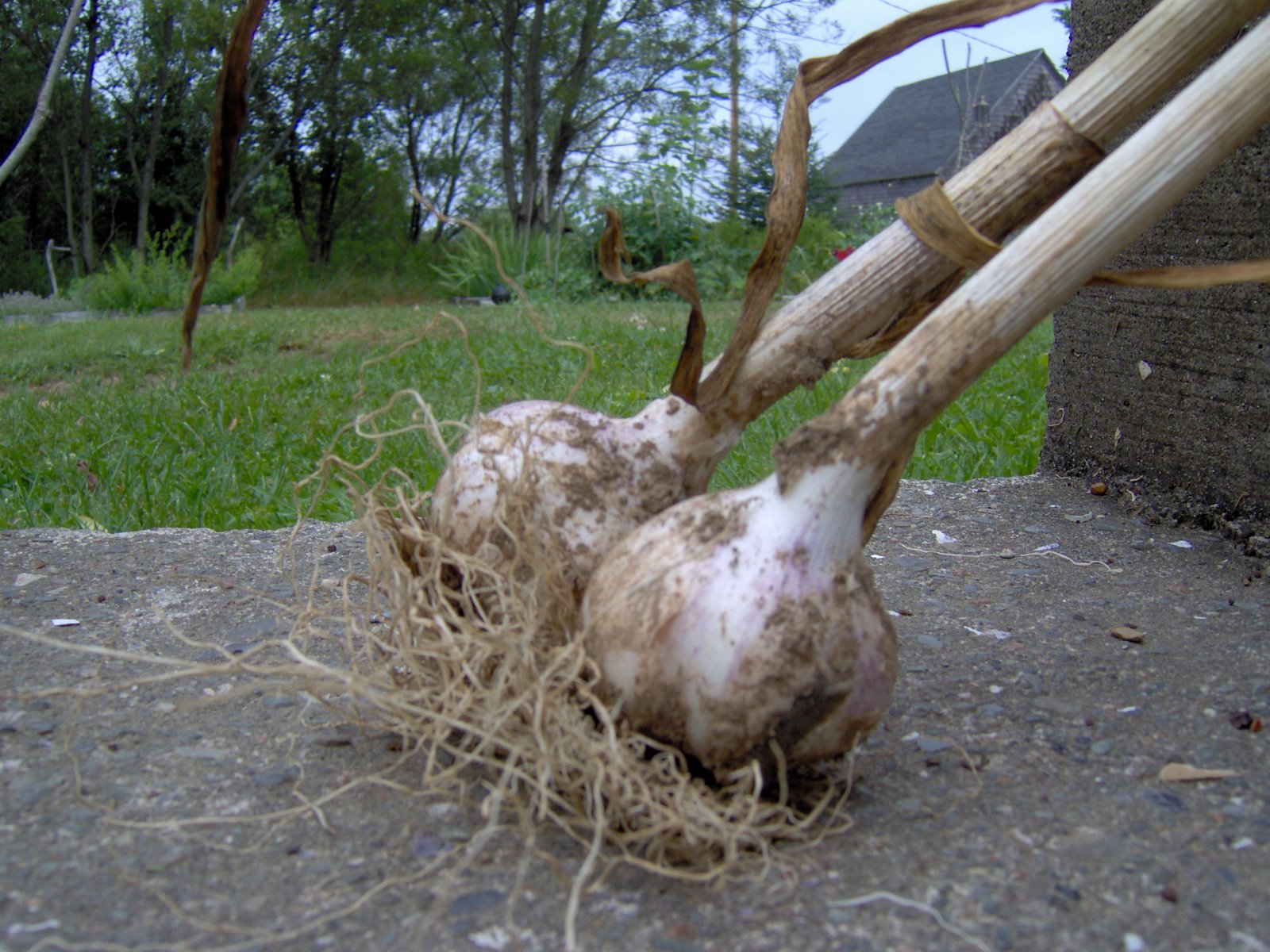 [Garlic.JPG]