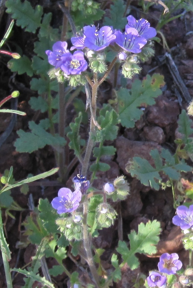 Cannundrums Scorpion Weed