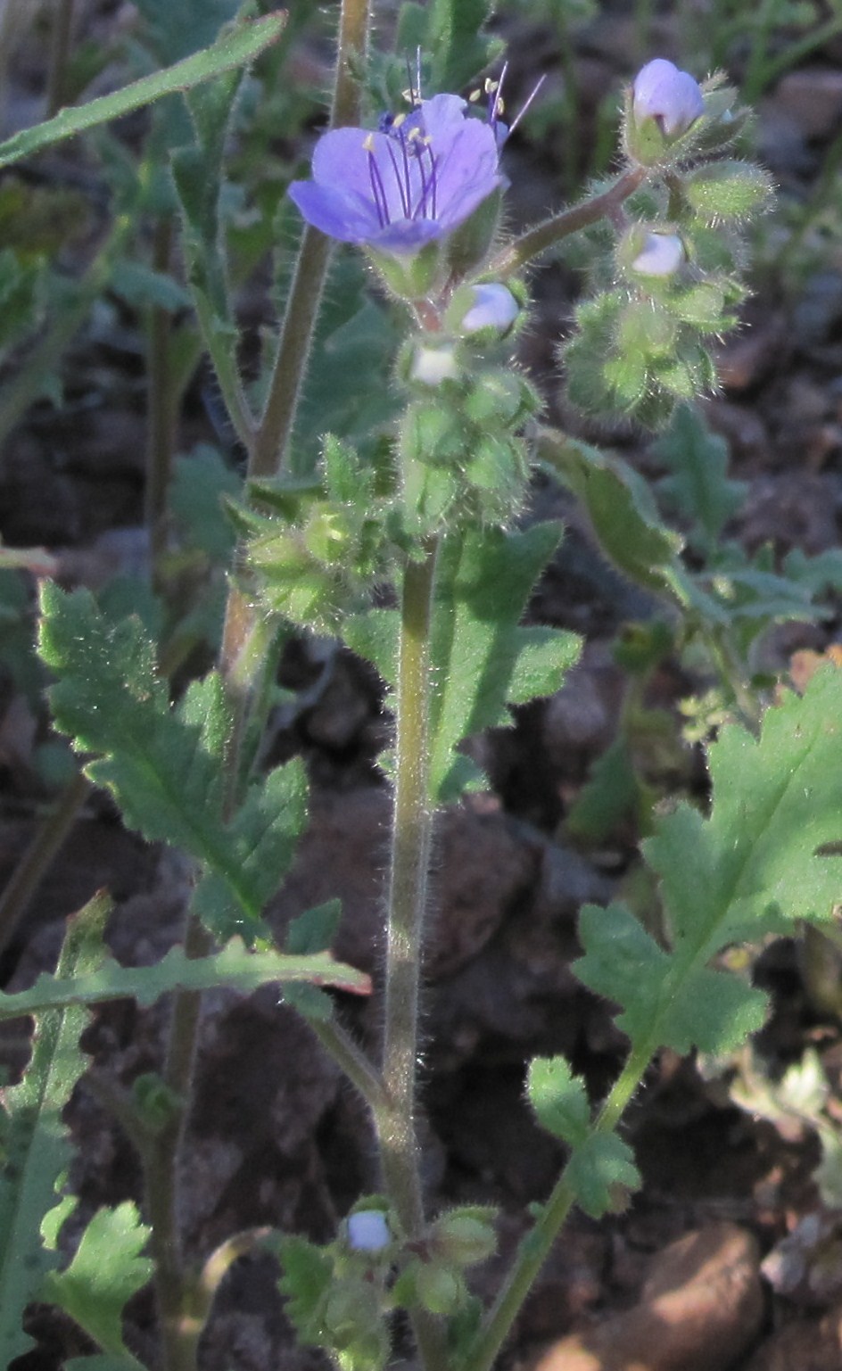 Cannundrums Scorpion Weed