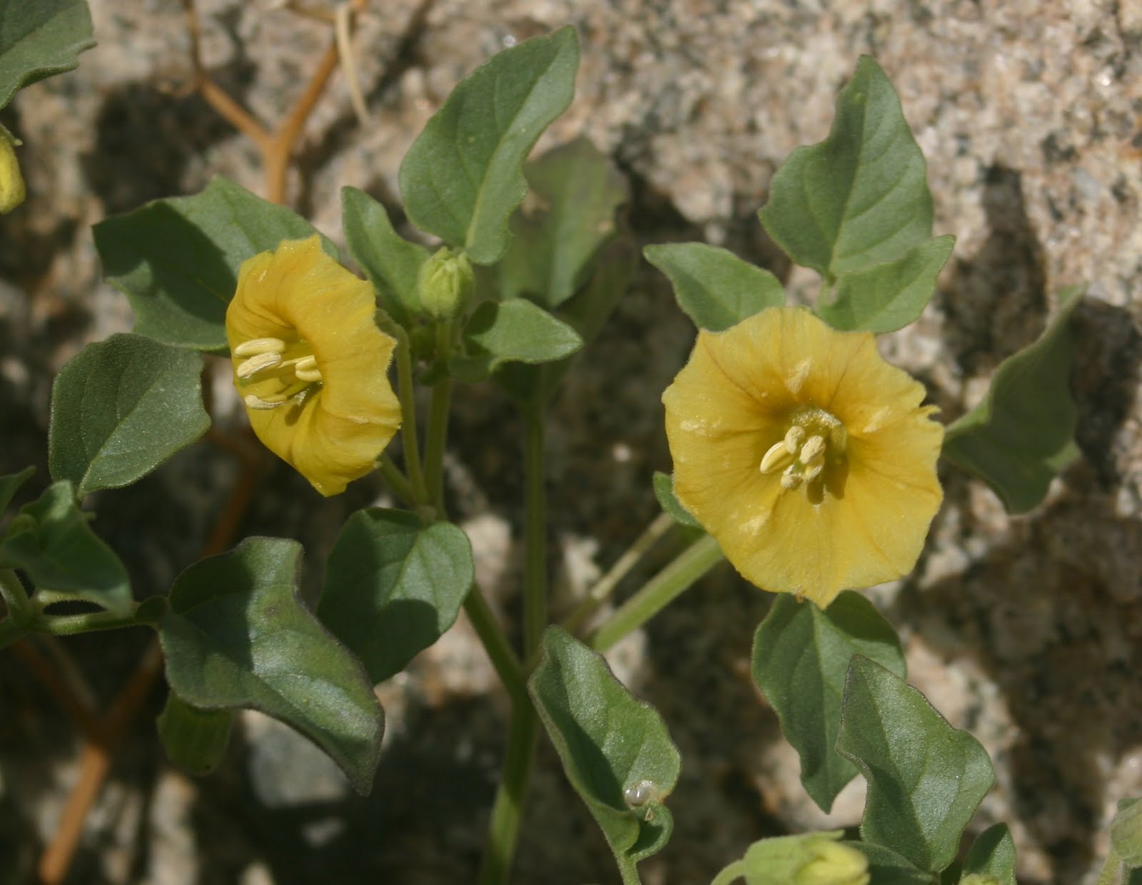 Cannundrums Yellow Nightshade Groundcherry