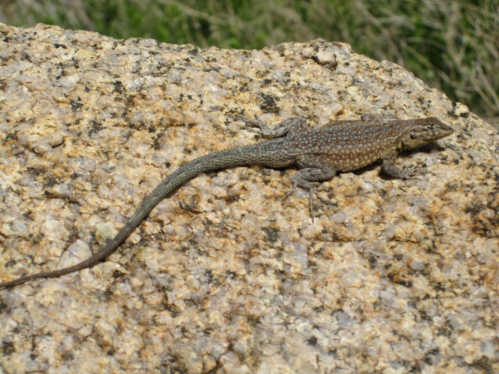Cannundrums SideBlotched Lizard