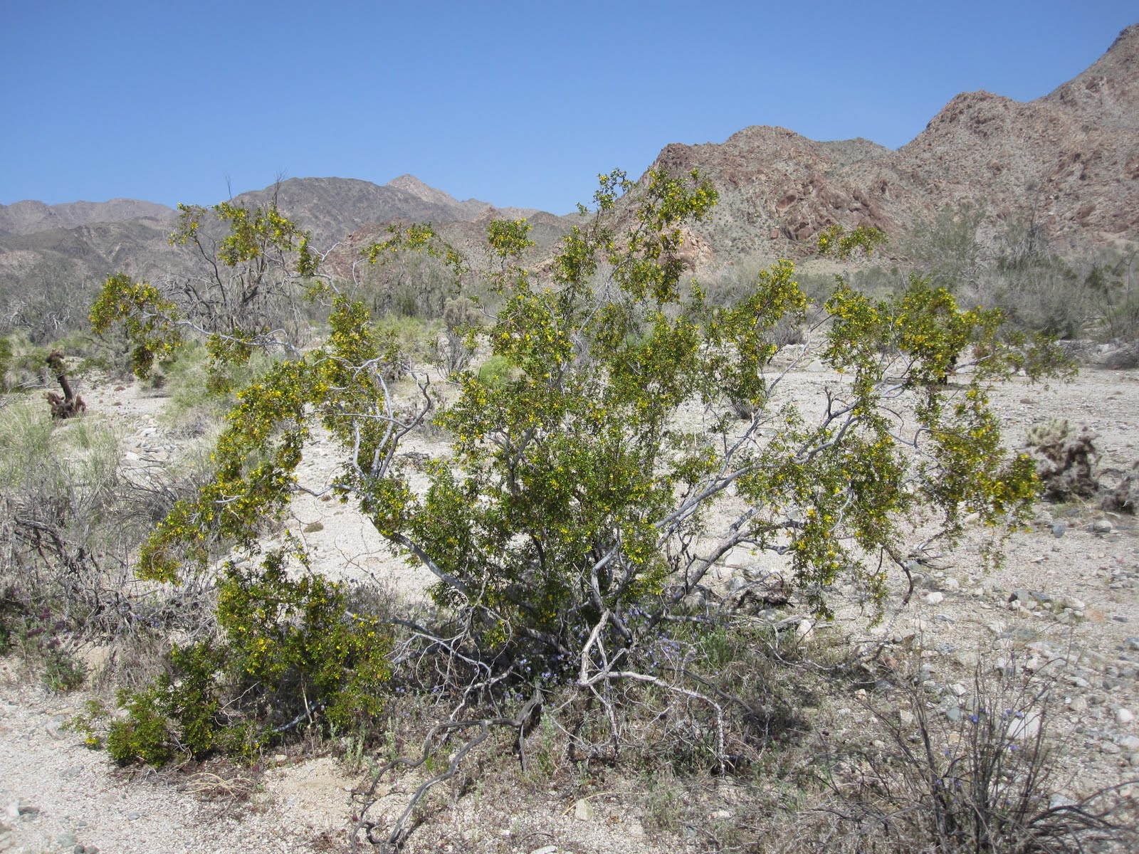 Leaves Of Plants Creosote Bush