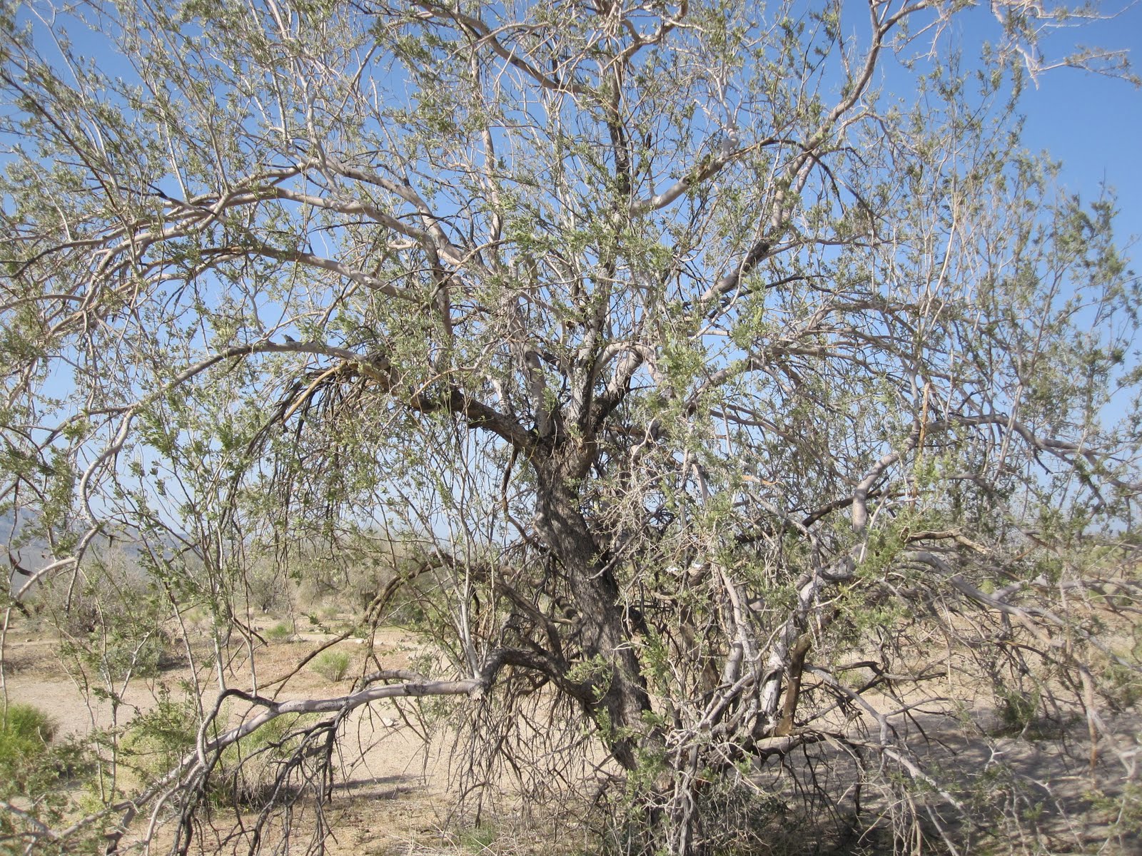 Cannundrums Ironwood Tree