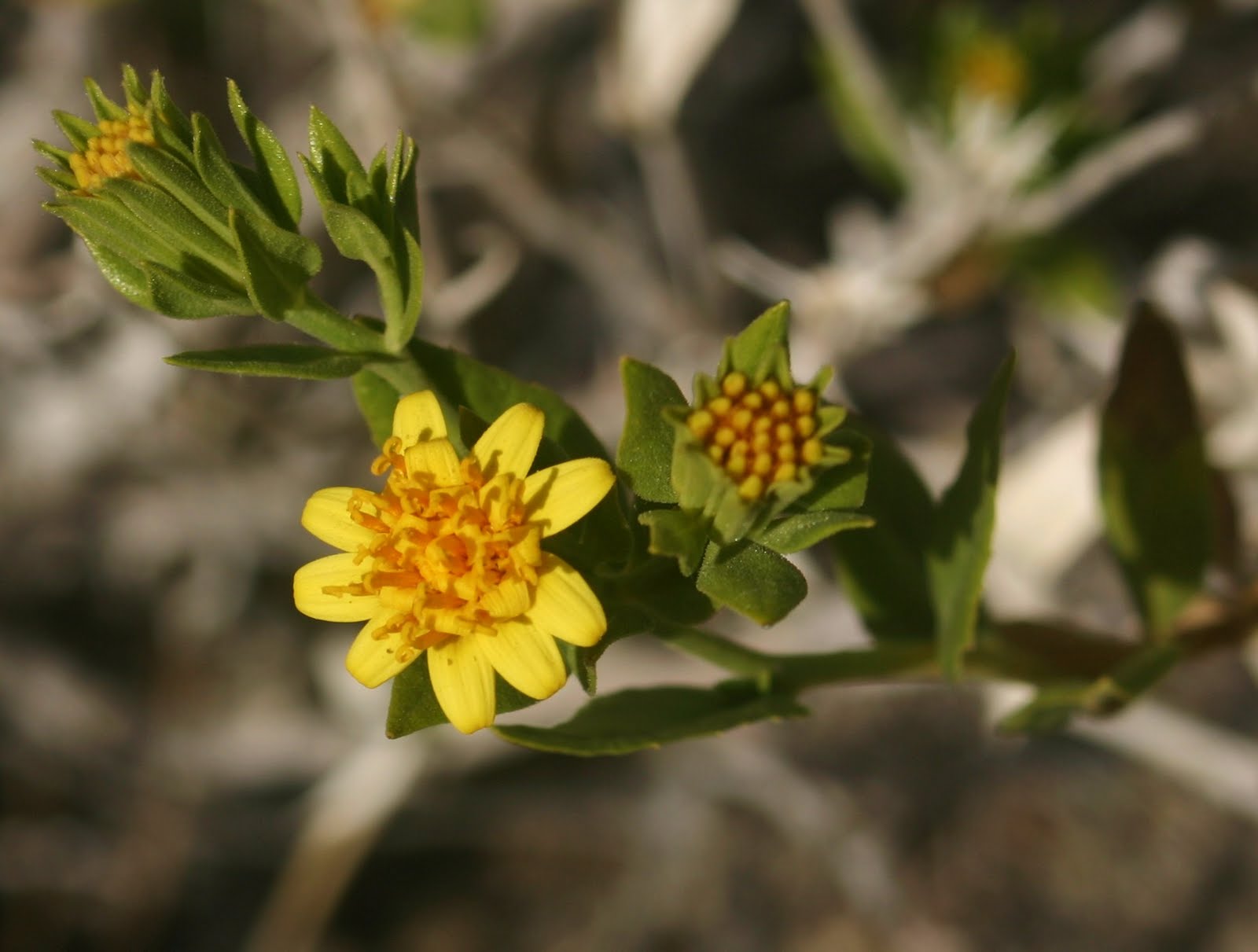 Cannundrums Virgin River Brittlebush