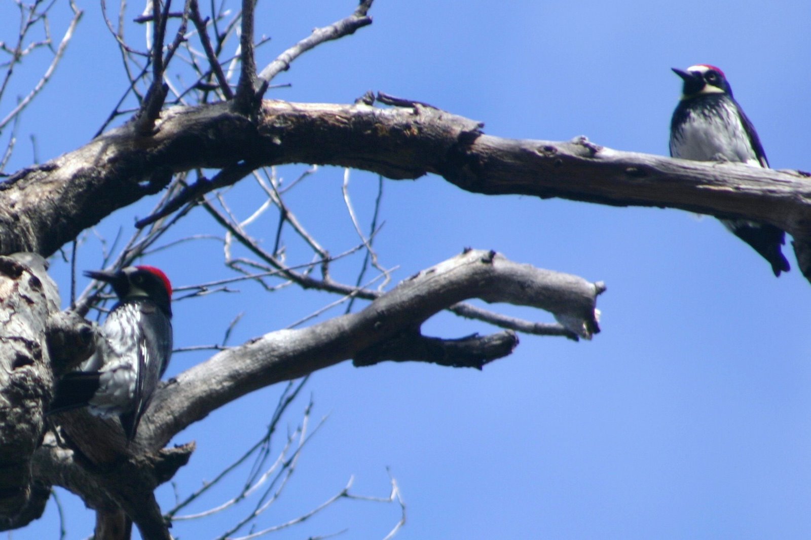 [1o3+Acorn+Woodpeckers.JPG]