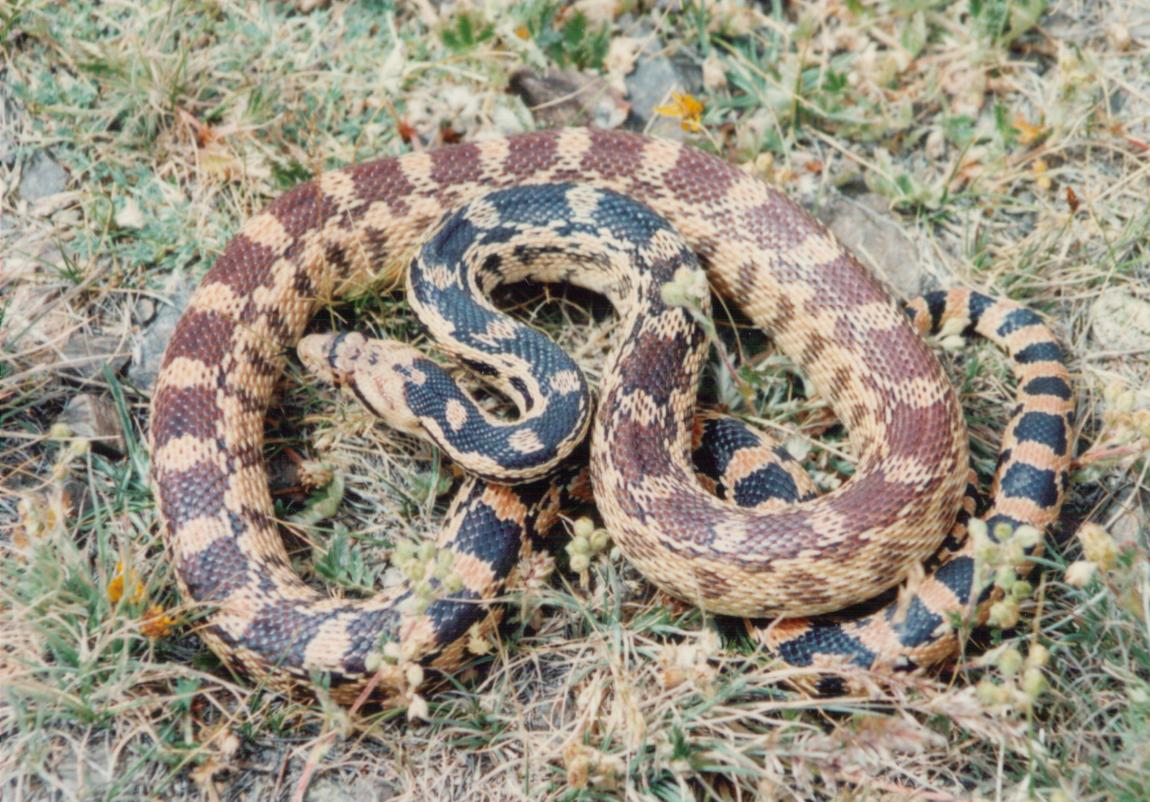 gopher snake gopher snake