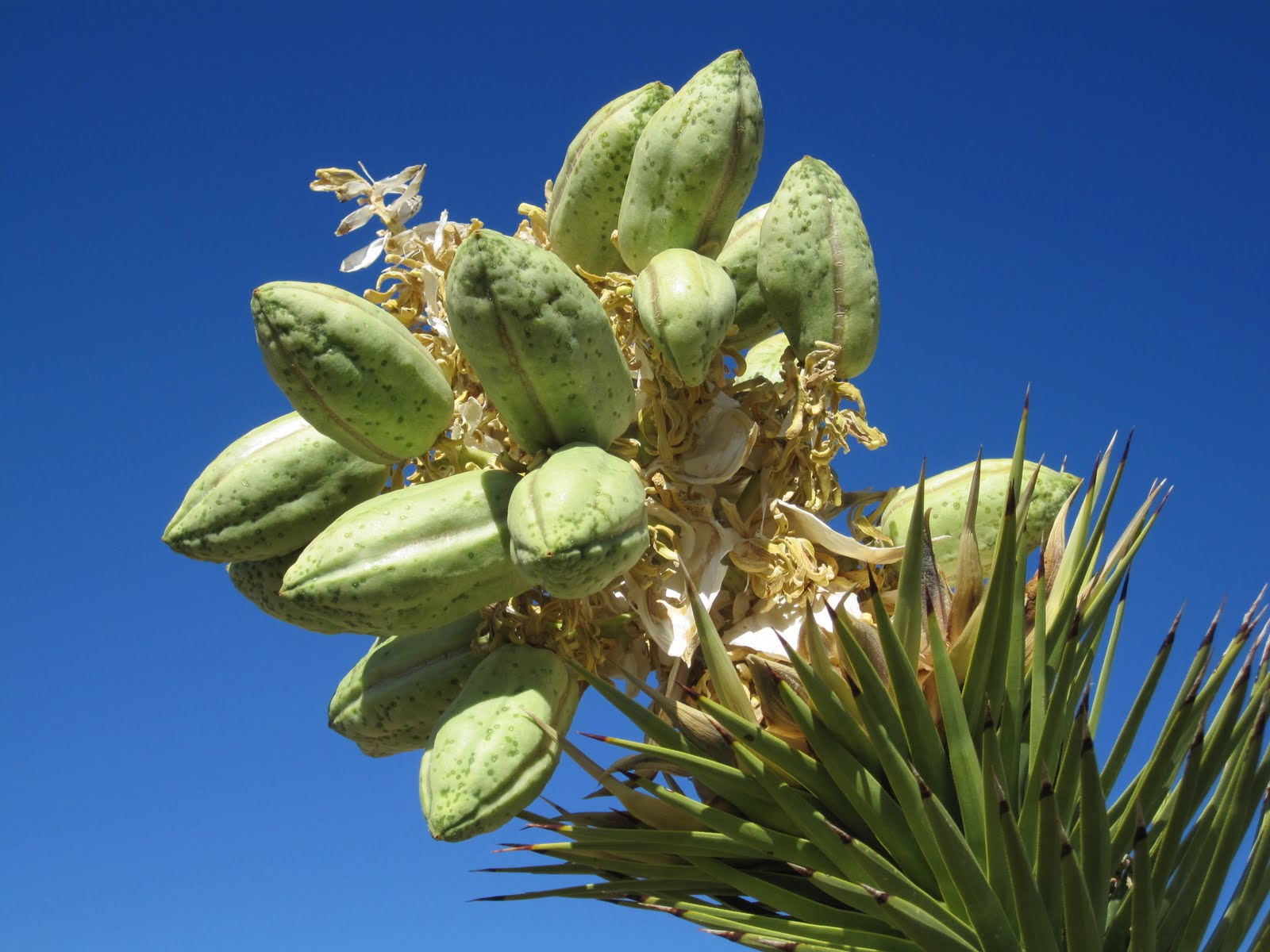 Cannundrums Joshua Tree