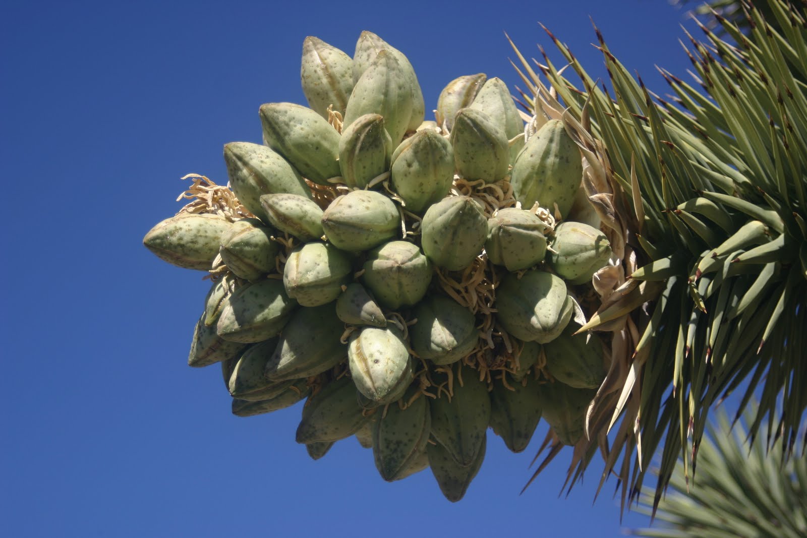 Cannundrums Joshua Tree