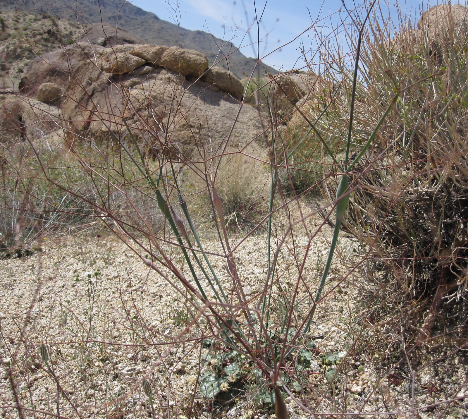 Desert Native Americans