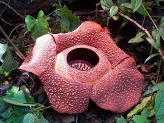 Rafflesia Arnoldi Bunga Paling Unik Di Dunia