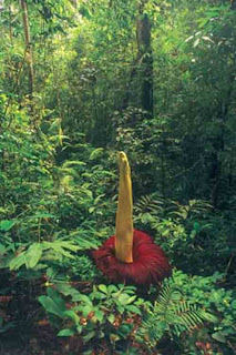 Amorphophallus1 Bunga Paling Unik Di Dunia
