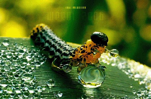 [caterpillar.gif]