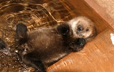 Funny Sea Otters