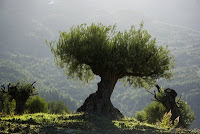 Olive+Trees+1.jpg (400×267)