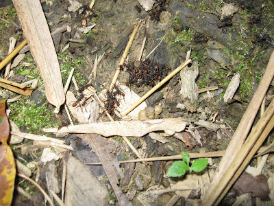 Morang River 28 IMG 1791