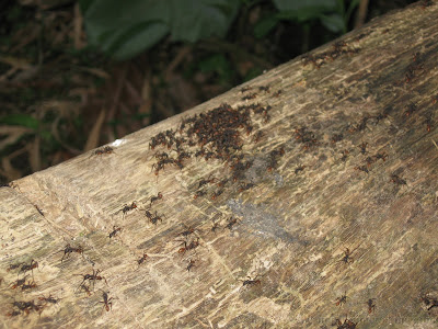 Morang River 26 IMG 1789