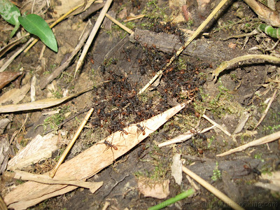 Morang River 29 IMG 1792