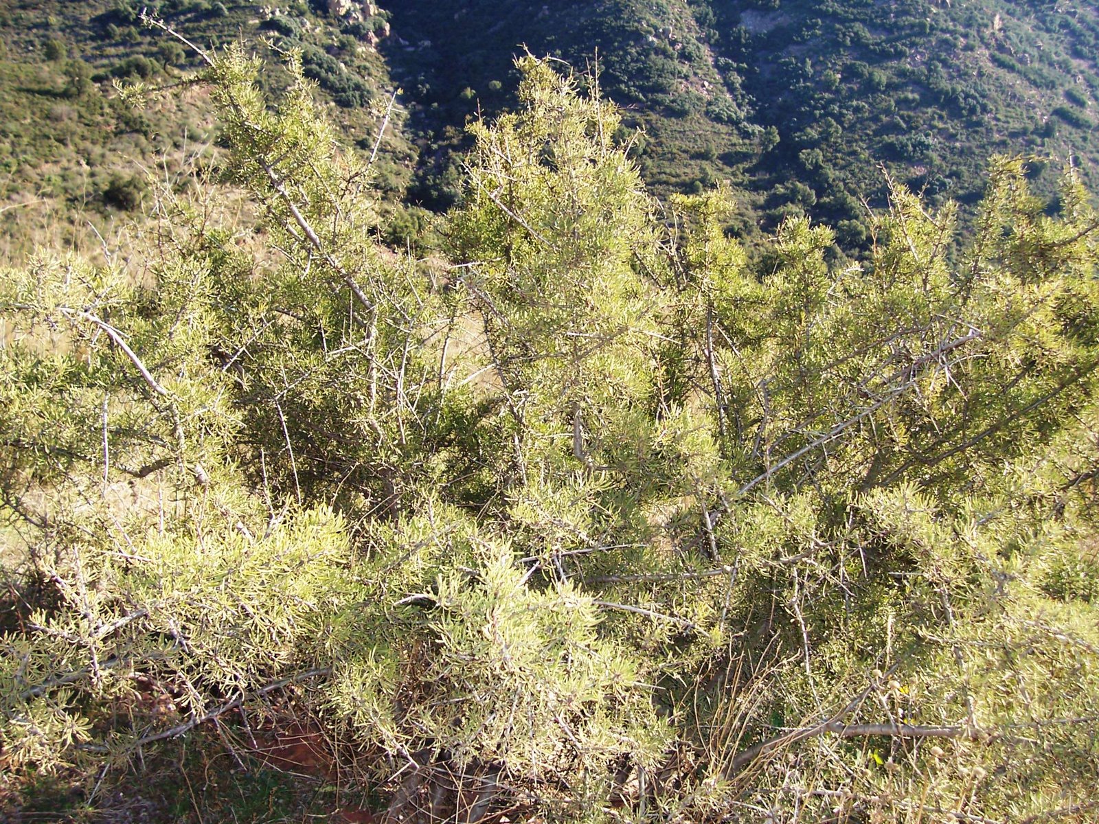 [ESCAMBRON+espadan(+algimia+de+almonacid)+001.jpg]