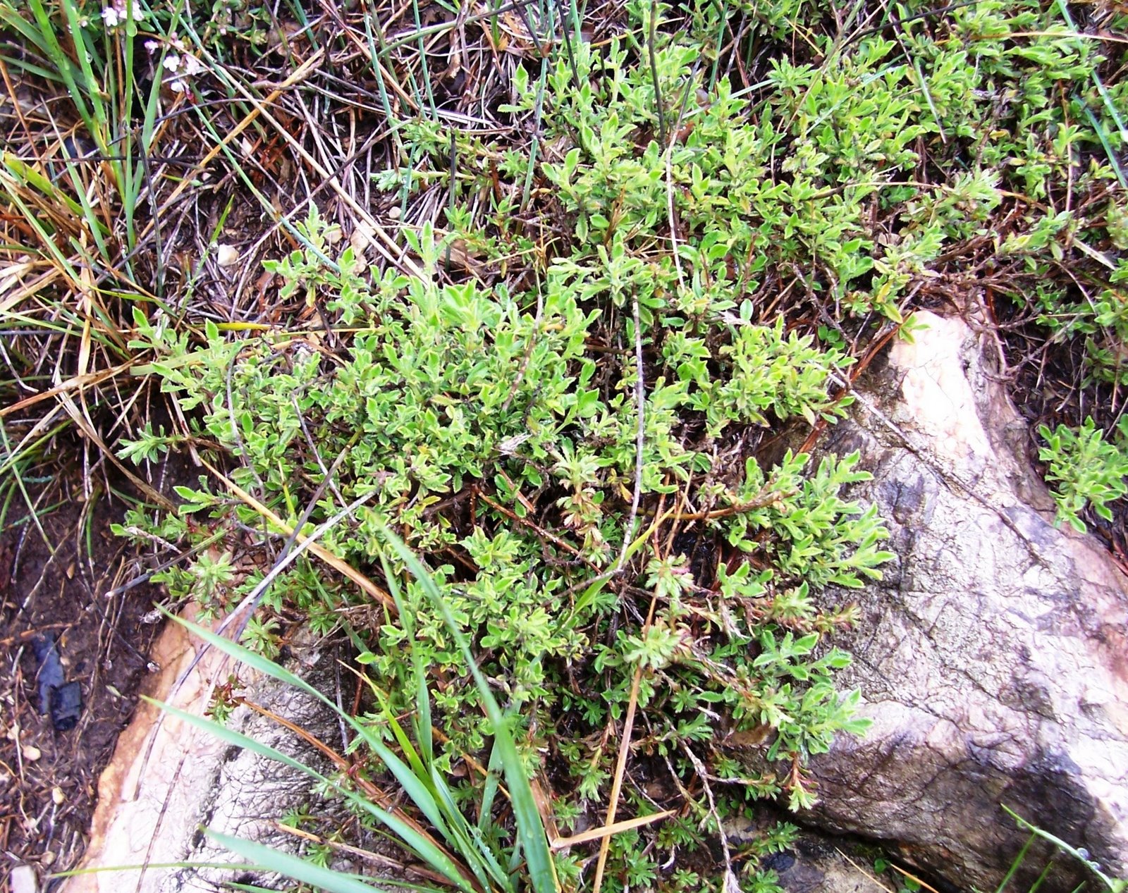 [puertos+beceite(bassiets)+124.jpg]