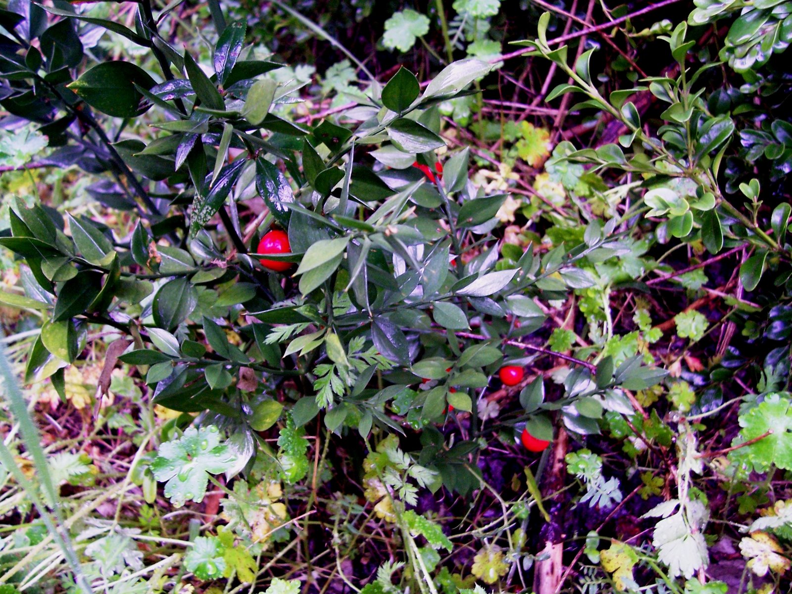 [RUSCO+puertos+beceite(bassiets)+020.jpg]