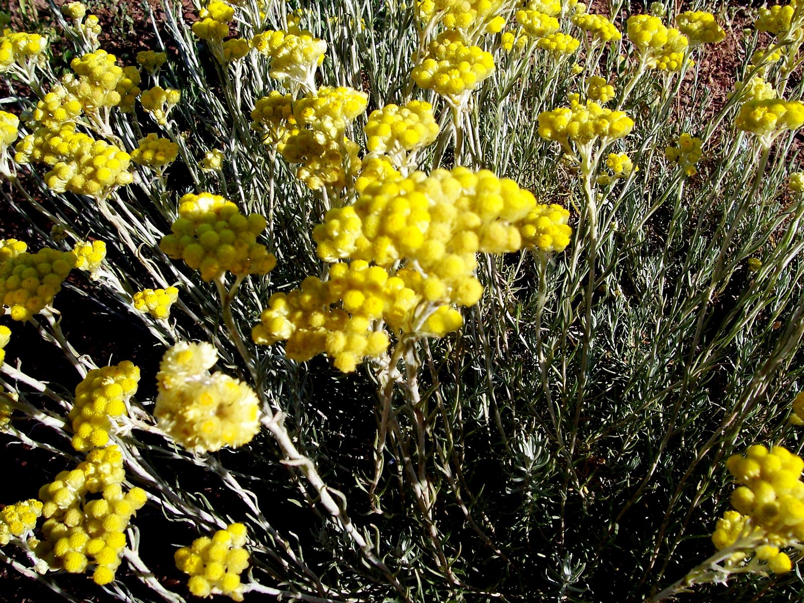 [PERPETUA+SILVESTRE+quart+de+les+valls+006.jpg]